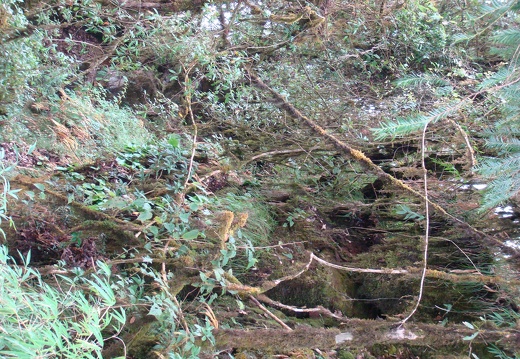 DSC00573.JPG